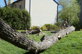 tree-service-removal